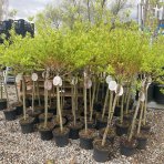 Vŕba japonská (Salix integra) ´HAKURO NISHIKI´ - výška 100-120 cm, kont. C2,5 L - NA KMIENKU